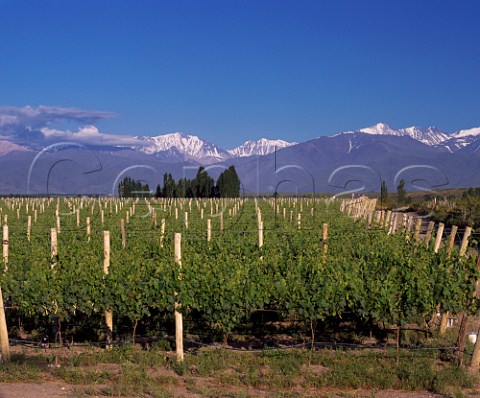 Merlot vineyards of Nicolas Catena at an altitude of  around 1450metres in the Tupungato Valley   Mendoza province Argentina Uco Valley