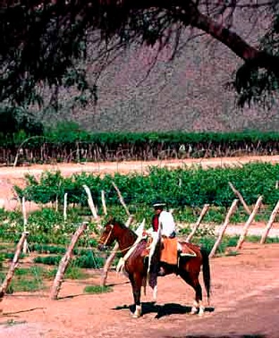 Gaucho by vineyard of Bodegas Etchart   Cafayate Salta province Argentina