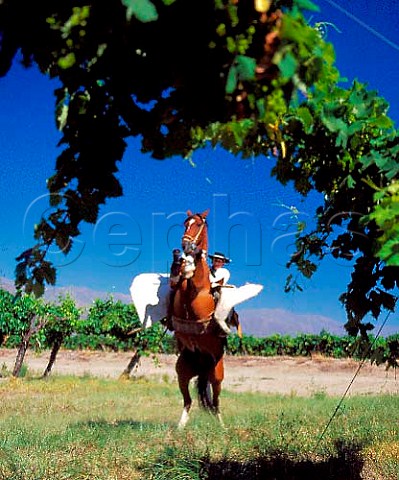 Gaucho in full dress in vineyards of Bodegas   Etchart Cafayate Salta province Argentina