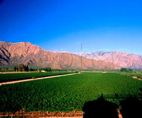 Vineyards of Bodegas Etchart at an altitude of   around 1650 metres Cafayate Salta province   Argentina