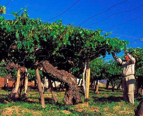 Ancient Criolla vineyard planted 1862 of   Bodegas Etchart Cafayate Salta province Argentina