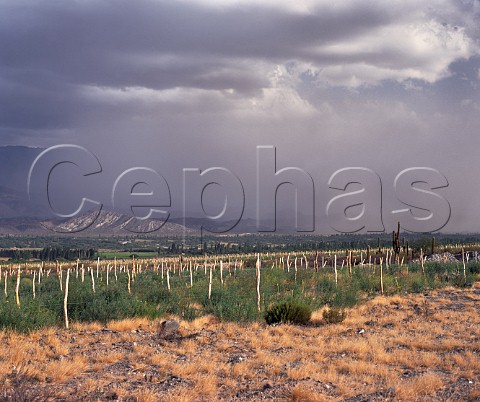 Dust storm approaching vineyard of Michel Torino At an altitude of around 2040 metres near Santa Maria Catamarca province Argentina