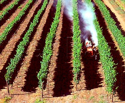 Spraying vines with sulphur Via San Pedro Molina   Chile   Lontue Valley