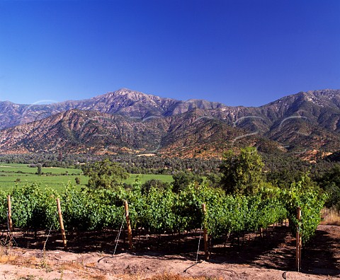 Vineyards of Via la Rosa near Rengo in the   Cachapoal Valley Chile   Rapel Valley
