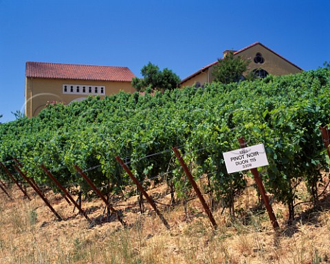 Pinot Noir vineyard by Marimar Torres Winery   Sebastopol Sonoma Co California  Sonoma County Green Valley AVA