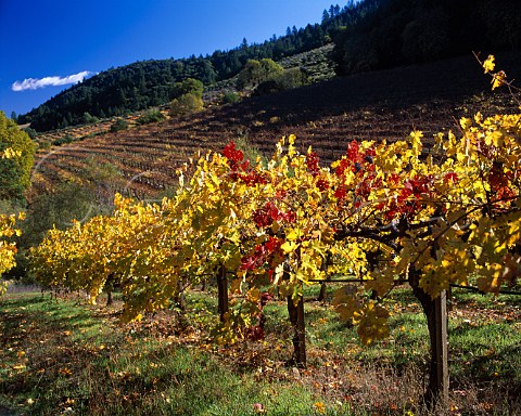 Autumnal Cabernet Sauvignon and Zinfandel vineyards   of Chateau Potelle on Mount Veeder Napa Co   California  Mount Veeder AVA