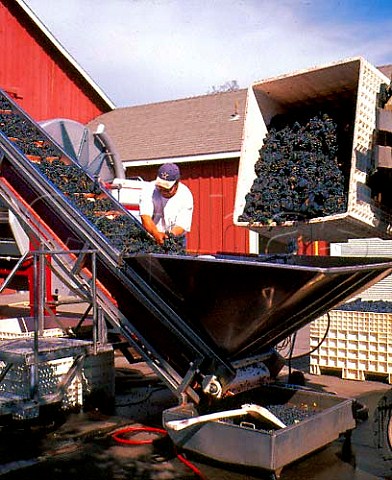 Zinfandel grapes arriving at Frogs Leap Winery   Rutherford Napa Co California