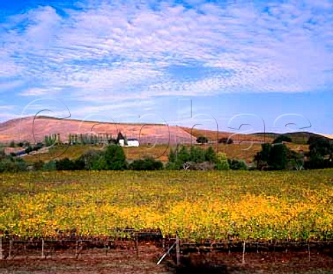 Autumnal vineyard of Artesa Winery formerly   Codorniu Napa Napa California   Carneros AVA
