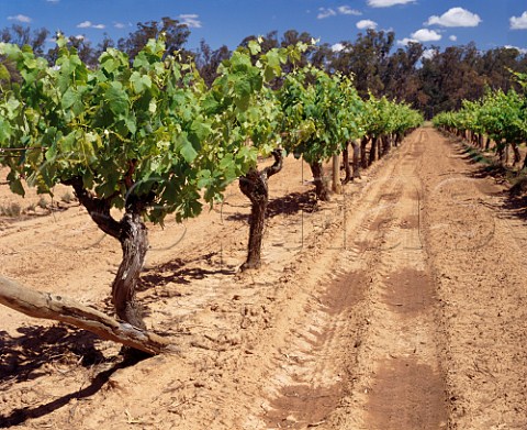 Vineyard on the sandy soil of Chateau Tahbilk   Tabilk Victoria Australia  Goulburn Valley