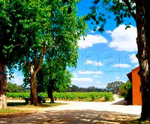 Vineyard viewed from winery of Tahbilk Tabilk Victoria Australia Goulburn Valley