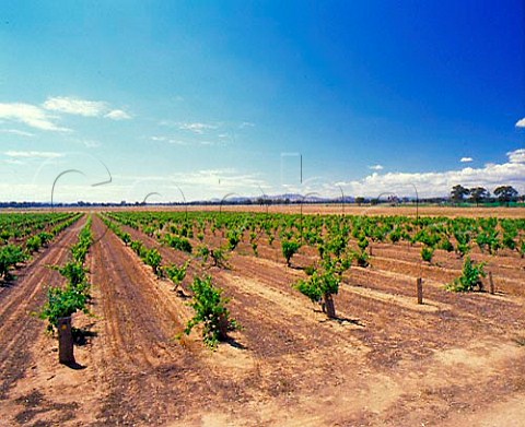 Mia Mia vineyard planted 1897 of Morris Wines   Rutherglen Victoria Australia Rutherglen