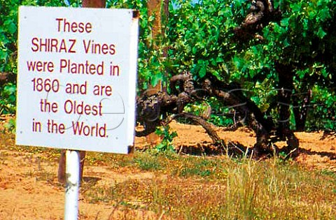 Shiraz vines planted in 1860 at   Chateau Tahbilk Tabilk Victoria   Australia   Goulburn Valley