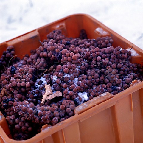 Crate of frozen Vidal grapes for IceWine in   midJanuary in vineyard of Inniskillin   Niagara on the Lake Ontario province Canada    Niagara Peninsula