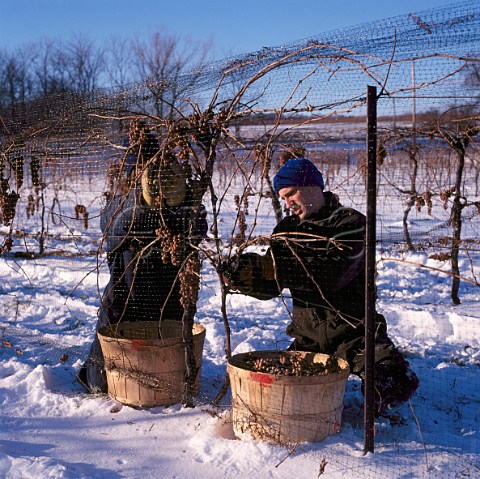 Harvesting frozen Vidal grapes in mid January for Ice Wine  Henry of Pelham Jordan Ontario province Canada  Niagara Peninsula