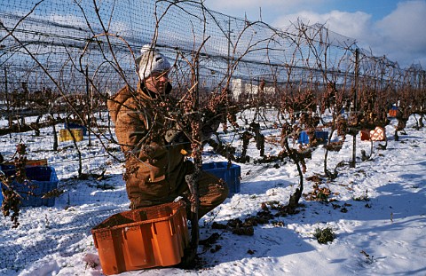 Picking Vidal grapes for Ice Wine in   midJanuary in vineyard of Inniskillin   NiagaraontheLake Ontario province   Canada Niagara Peninsula