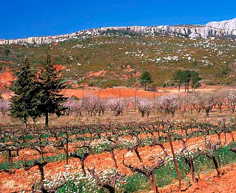 Early spring in vineyards of Domaine Richeaume   with Montagne SteVictoire beyond   Puyloubier BouchesduRhne France  AC Ctes de Provence