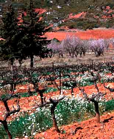 Early spring in vineyard of Domaine Richeaume   Puyloubier BouchesduRhne France  AC Ctes de Provence