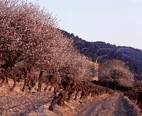 Fruit trees in blossom by vineyard at Sguret   Vaucluse France  Ctes du RhneVillages