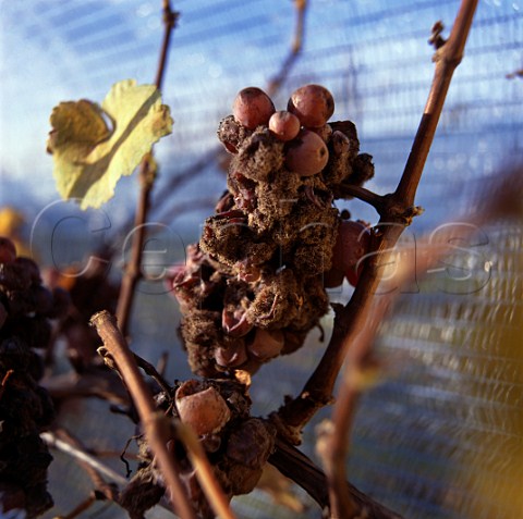 Botrytisaffected grapes Illmitz Burgenland   Austria  Neusiedlersee