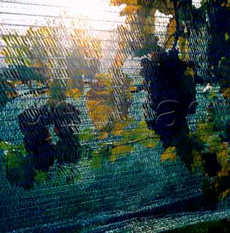 Antibird netting protects grapes at Illmitz   Burgenland Austria  Neusiedlersee