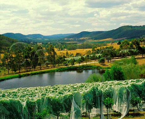 Antibird netting on vineyard of Tarrawarra Hills   Yarra Glen Victoria Australia  Yarra Valley