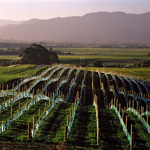 New Pinot Noir vineyard on Montanas   Brancott Estate Marlborough New Zealand