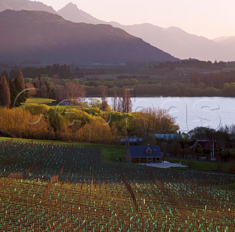 Amisfield Lake Hayes vineyard near Queenstown  Central Otago New Zealand