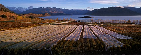 Rippon Vineyard at harvest time with bird  netting covering the vines View across Lake Wanaka  to the Buchanan Mountains New Zealand  Central Otago