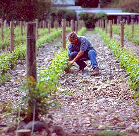 Clive Paton in vineyard of Ata Rangi   Martinborough New Zealand    Wairarapa