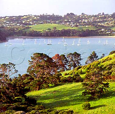 Goldwater Estate viewed across Te Whau Bay   Waiheke Island New Zealand