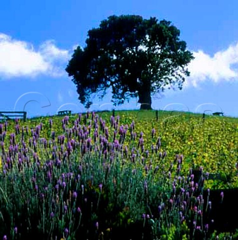 Lavender alongside vineyard on Goldwater Estate  Waiheke Island New Zealand