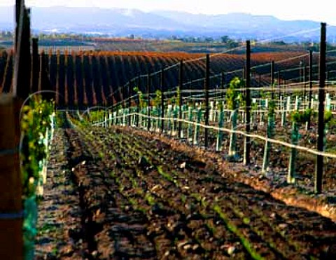 Newlyplanted vineyard of Meridian   near Paso Robles San Luis Obispo Co California  Paso Robles AVA