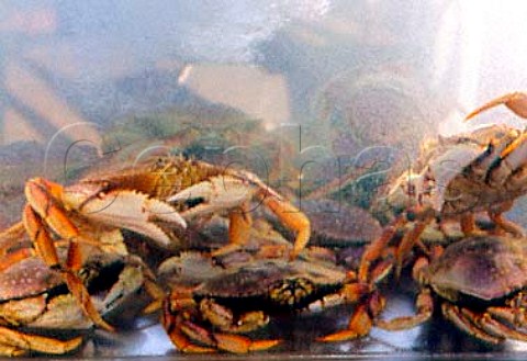 Crabs in a tank outside  Monterey Board Walk Restaurant  California USA
