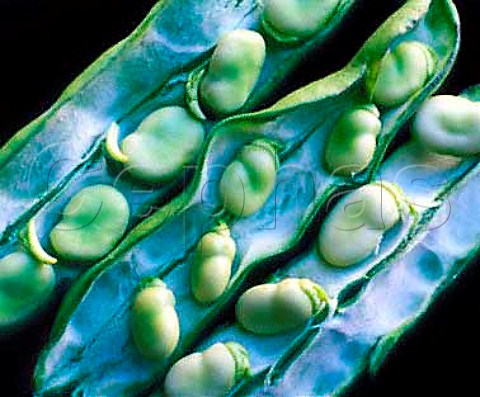 Broad beans with their shell open