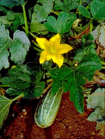 Marrow plant with marrow and flower