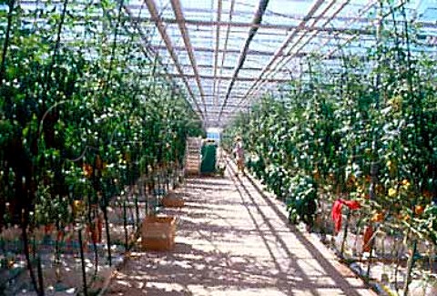 Growing tomatoes in greenhouses  Mrrum Sweden