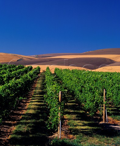 Seven Hills Vineyard with barley fields beyond Milton Freewater Oregon USA  Walla Walla Valley AVA
