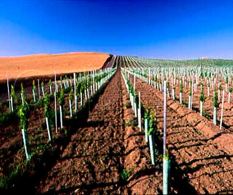 New vineyard of Dunham Cellars with the young vines   protected by grow tubes Lowden Washington USA   Walla Walla Valley AVA