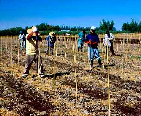 Planting Syrah vines in En Chamberlin vineyard ofCayuse Vineyards  the large stones basalt cobblesare due to it being in the ancient bed of the WallaWalla River   MiltonFreewater Oregon USA Walla Walla Valley AVA