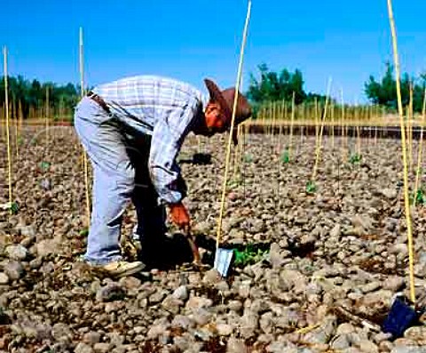 Planting Syrah vines in En Chamberlin vineyard ofCayuse Vineyards  the large stones basalt cobblesare due to it being in the ancient bed of the WallaWalla River MiltonFreewater Oregon USA Walla Walla Valley AVA