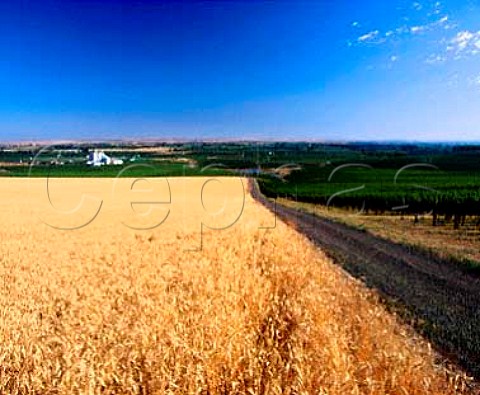 Barley field alongside Seven Hills Vineyard  as   well as their own wines the grapes are also sold to   many of Washingtons other top wineries  MiltonFreewater Oregon USA  Walla Walla Valley AVA