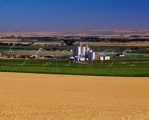 Barley field and grain silos by Seven Hills Vineyard MiltonFreewater Oregon USA  Walla Walla Valley AVA