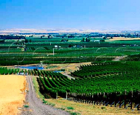 Seven Hills Vineyard  as well as their own wines   the grapes are also sold to many of Washingtons   other top wineries  MiltonFreewater Oregon USA  Walla Walla Valley AVA