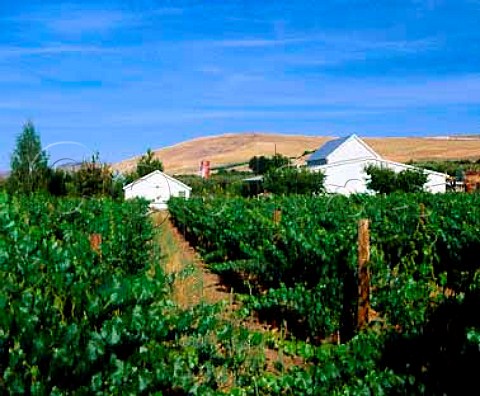 Cabernet Franc vineyard by the winery of   Chinook Wines Prosser Washington USA     Yakima Valley AVA