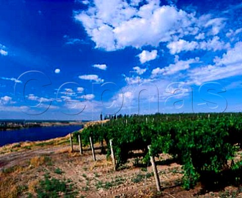 Merlot vineyard of Gordon Estate above the Snake River Pasco Washington USA   Columbia Valley AVA