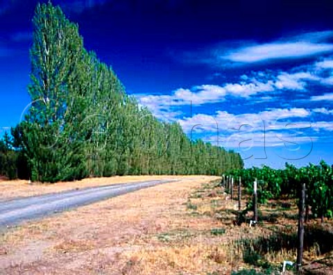 Trees grown as a windbreak in the vineyards of   Columbia Crest Paterson Washington USA Columbia   Valley AVA