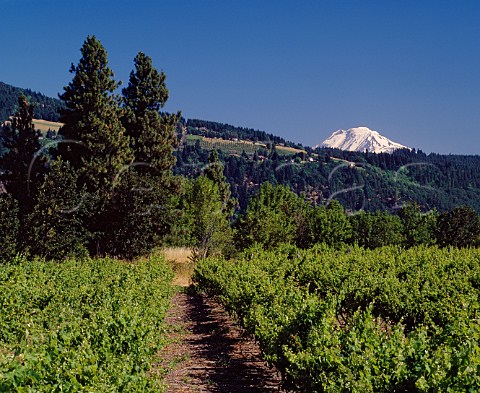 Flerchinger Vineyards at Hood River Oregon with the snowcap of Mount Adams 12276 feet 40miles away in Washington    Columbia Gorge AVA