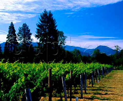 Bridgeview Vineyards in the Illinois Valley   Cave Junction Oregon USA  Rogue Valley AVA