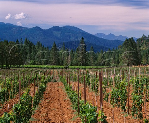Vineyards of Bear Creek Winery in the  Illinois Valley Cave Junction Oregon USA  Rogue Valley AVA