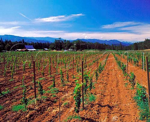 Vineyards of Bear Creek Winery in the  Illinois Valley Cave Junction Oregon USA  Rogue Valley AVA